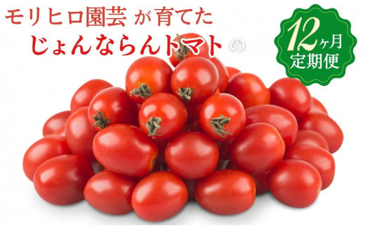 モリヒロ園芸が育てたじょんならんトマトの12ヶ月定期便 1228287 - 香川県観音寺市