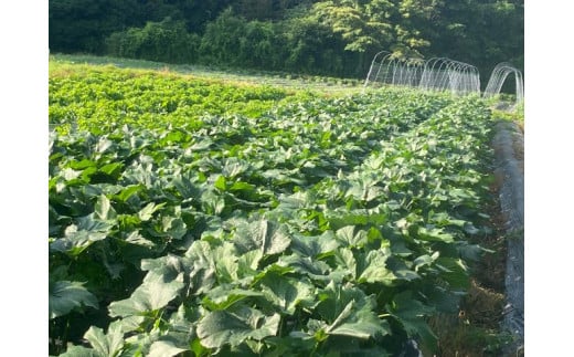 旬のくまとり野菜収穫体験（020_5007） 1291774 - 大阪府熊取町