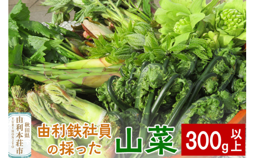 由利鉄社員の採った山菜　300g以上 1290170 - 秋田県由利本荘市