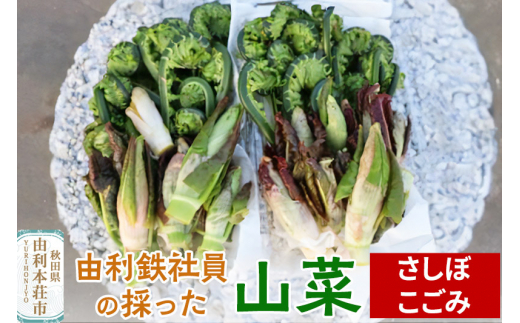 由利鉄社員の採った山菜（さしぼ・こごみ） 1290171 - 秋田県由利本荘市