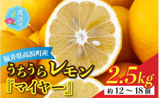【先行予約】日本海で育ったうちうらレモン「マイヤー2.5kg」皮まで丸ごと食べられます！【11月中旬より順次発送】 1290761 - 福井県高浜町
