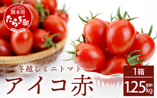 産地直送】熊本県産 ミニトマト「アイコ (赤色)」約1.25kg 国産トマト 