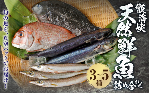 【配送指定日必須】甑海峡 天然鮮魚詰め合わせセット