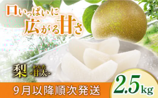[伊万里産]山和農園の梨「甘太(かんた)」2.5kg