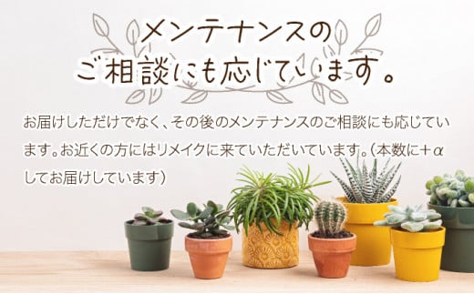 多肉植物の小苗４０本セット（４０種類アソート） - 高知県室戸市 
