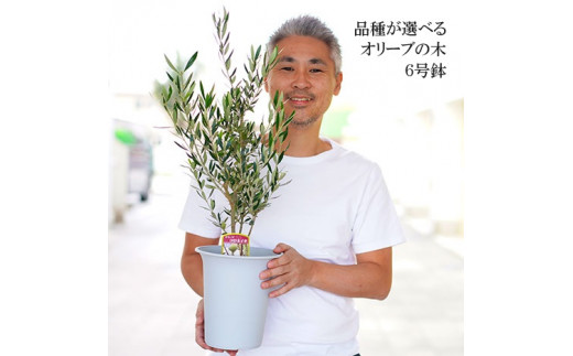 [コラティーナ]オリーブの木 6号鉢 シンボルツリー 観葉植物 オリーブ 苗木 ※離島への配送不可 _FC10