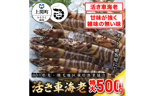 C-3　特大活き車えび500g　【山口県光・熊毛地区栽培漁業協会】（１月発送分） 779393 - 山口県上関町