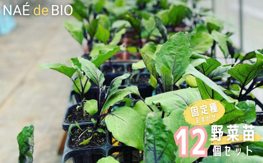 【NAÉ de BIO】野菜苗 固定種 おまかせ 12個セット 有機農家 ないとう農園 有機農業 土壌医