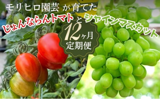 モリヒロ園芸が育てたじょんならんトマトとシャインマスカットの12ヶ月定期便 1228286 - 香川県観音寺市