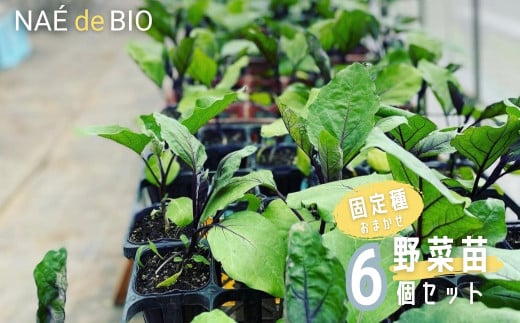 【NAÉ de BIO】野菜苗 固定種 おまかせ 6個セット 有機農家 ないとう農園 有機農業 土壌医