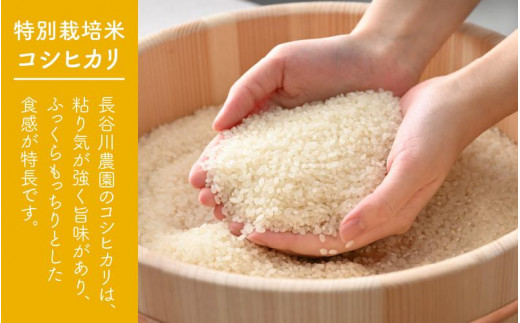令和5年産】《定期便6回》特別栽培米 精米 コシヒカリ 5kg（計30kg