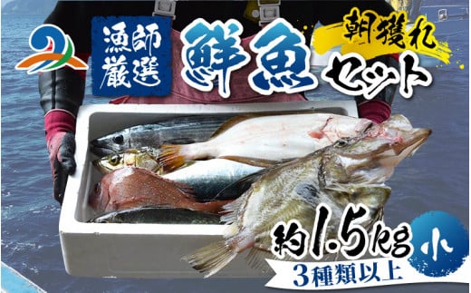 【朝獲り】漁師厳選 鮮魚セット (小) 3種類以上 約1.5kg 1304295 - 福井県南越前町