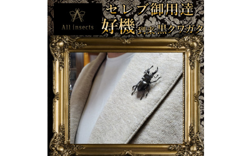 [セレブ御用達]仕事運を向上させるクワガタピンブローチ 今、世界中から熱視線を浴びている幻の昆虫アートジュエリーAll insects[世界30個限定] クワガタピンブローチブラックカラー