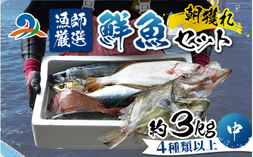 【朝獲り】漁師厳選 鮮魚セット (中) 4種類以上 約3kg 1304296 - 福井県南越前町