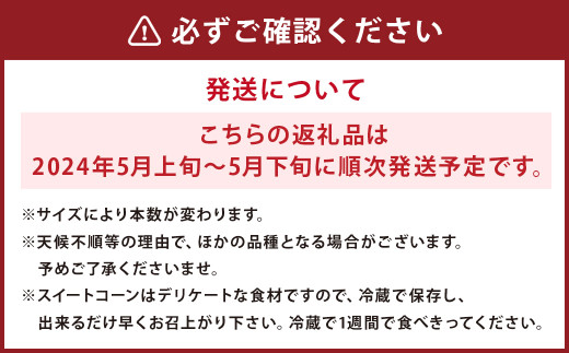 熊本県 菊池市産 高糖度 スイートコーン ドルチェドリーム B 12～18本 トウモロコシ