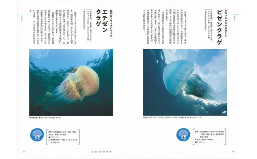 海洋生物写真家　峯水亮氏　『ときめくクラゲ図鑑』