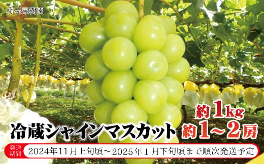 冷蔵シャインマスカット 約1kg(約1〜2房)[村石果樹園] 2024年〜2025年発送 ※11月上旬頃〜1月下旬頃まで順次発送予定