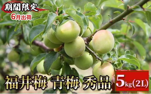 【期間限定・6月出荷】福井梅 青梅 秀品 5kg 2L 梅酒用 梅シロップ用 梅干し用 　剣先（ケンサキ）