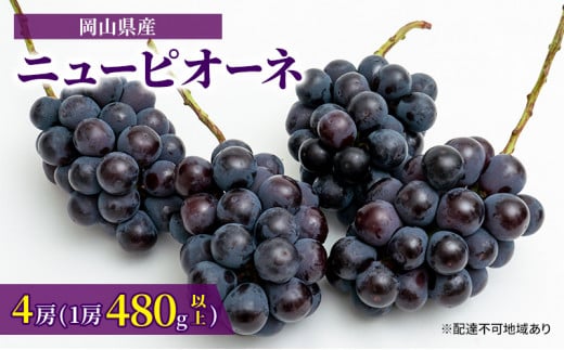 ぶどう 2024年 先行予約 ニュー ピオーネ 4房（1房480g以上）約2kg ブドウ 葡萄 岡山県産 国産 フルーツ 果物 ギフト  [№5735-1463] - 岡山県瀬戸内市｜ふるさとチョイス - ふるさと納税サイト