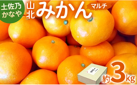 土佐乃かなや マルチ 山北みかん3kg - 柑橘 ミカン 果物 フルーツ のし かなや農園 合同会社Benifare be-0016 425358 - 高知県香南市