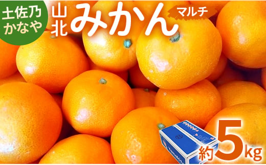 土佐乃かなや マルチ 山北みかん5kg - 柑橘 ミカン 果物 フルーツ be-0017 425359 - 高知県香南市