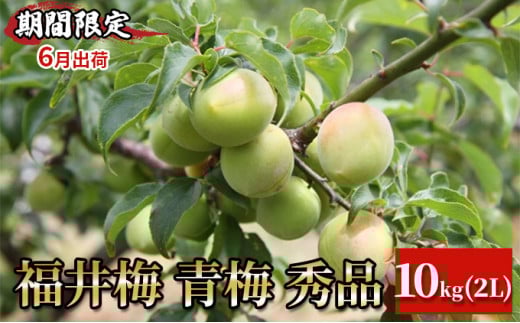 【期間限定・6月出荷】福井梅 青梅 秀品 10kg 2L 梅酒用 梅シロップ用 梅干し用　紅映（ベニサシ）
