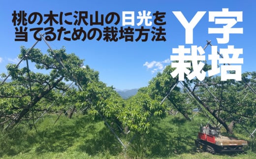 Y字栽培は初期投資が必要であり、通常と異なる栽培方法であるため日本一の生産量を誇る笛吹市でも大変に珍しい栽培方法です。