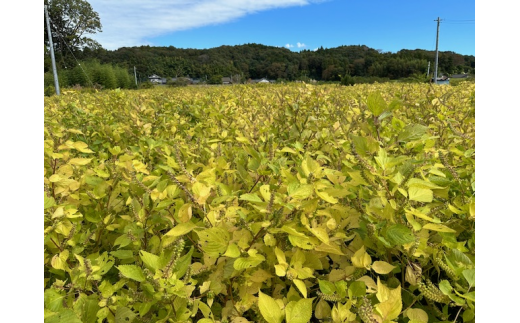 完全自家栽培 常陸圀えごま油（140g×2本 ギフトBOX入り） 【茨城県