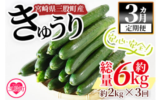 [[3ヵ月定期便][期間限定]宮崎県産きゅうり(約2kg)×3回](3本入り×5袋)×3回)パリッと甘い魔法のキュウリ「マジキュー」漬物や天ぷらに![MI201-yt][ゆたか農園]