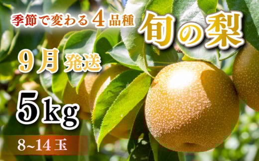 【 先行予約 】 梨 秀品  5kg セット 8玉 ～ 14玉 幸水 豊水 秋月 王秋 フルーツ 果物 なし 期間限定 下関 山口 【 数量限定 】 【9月より発送】 891253 - 山口県下関市