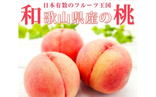 紀州和歌山産の桃　１５玉　化粧箱入 ※2025年6月下旬～2025年8月上旬頃順次発送（お届け日指定不可）【uot780A】 1302091 - 和歌山県古座川町