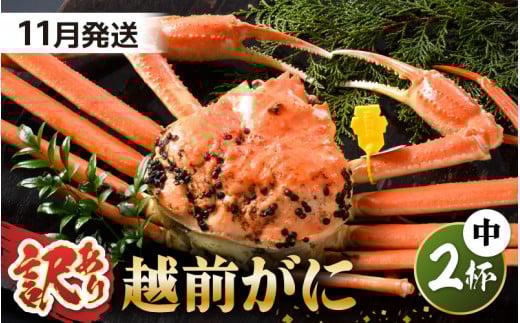 【先行予約】【訳あり】 茹で「越前ズワイ蟹」 中 2杯 脚折れ 【2025年11月発送分】【わけあり ワケアリ カニ かに 蟹 越前ガニ 越前蟹 ずわいがに ズワイガニ ズワイ ボイルガニ 姿 ボイル 冬の味覚 冷蔵 国産 県産】 [L-1401_11] 1421685 - 福井県坂井市
