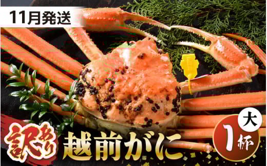 【先行予約】【訳あり】 茹で「越前ズワイ蟹」 大 1杯 脚折れ 【2025年11月発送分】【わけあり ワケアリ カニ かに 蟹 越前ガニ 越前蟹 ずわいがに ズワイガニ ズワイ ボイルガニ 姿 ボイル 冬の味覚 冷蔵 国産 県産】 [I-1401_11] 1421801 - 福井県坂井市