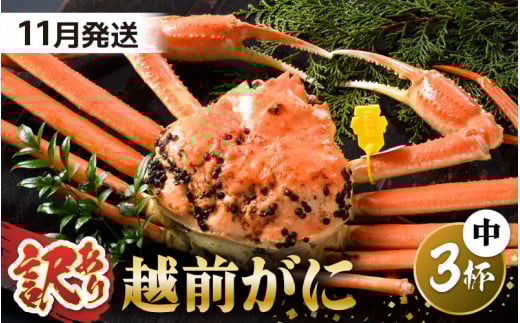 【先行予約】【訳あり】 茹で「越前ズワイ蟹」 中 3杯 脚折れ 【2025年11月発送分】【わけあり ワケアリ カニ かに 蟹 越前ガニ 越前蟹 ずわいがに ズワイガニ ズワイ ボイルガニ 姿 ボイル 冬の味覚 冷蔵 国産 県産】 [O-1402_11] 1421734 - 福井県坂井市