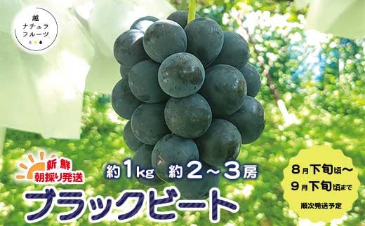 新鮮朝採り発送![隠れた人気ぶどう]大粒で食べ応え十分!ブラックビート約1kg(約2〜3房)[越ナチュラフルーツ] 2024年発送 ※8月下旬頃〜9月下旬頃まで順次発送予定