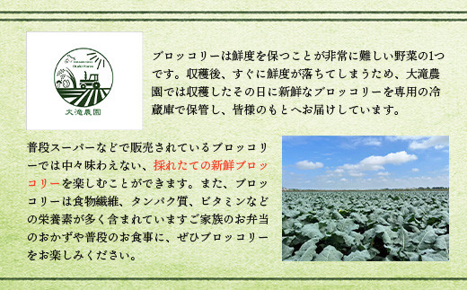 【先行予約】北海道恵庭産採れたてブロッコリー6個