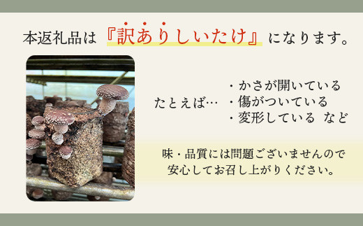 【先行予約】《数量限定》北海道恵庭産生しいたけ1kg（訳あり品）