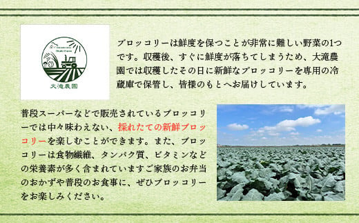 【先行予約】北海道恵庭産採れたてブロッコリー3個