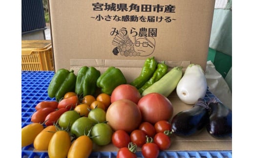 【みうら農園】季節の野菜セット（夏野菜）