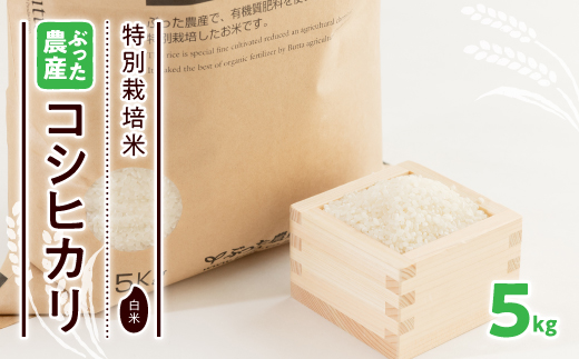 特別栽培米ぶった農産コシヒカリ(白米5kg)【1207813】 716410 - 石川県野々市市