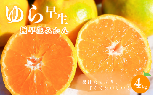 【先行予約】極早生みかん　ゆら早生 4kg（Sサイズ）【2024年10月より順次発送】 / みかん ミカン 蜜柑 和歌山 早生 温州 田辺市 紀州 くだもの 柑橘 フルーツ  1390899 - 和歌山県田辺市