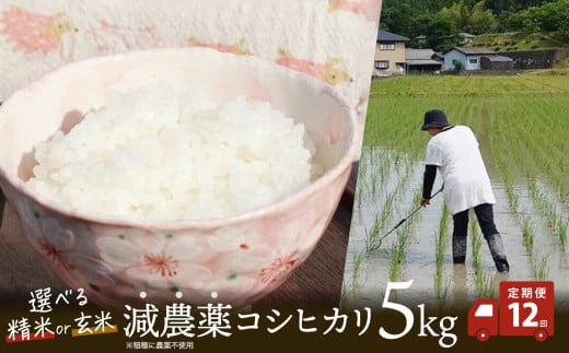 [定期便12回] 令和7年産 減農薬栽培米 コシヒカリ5kg ( 精米 / 玄米 ) [ こしひかり 白米 玄米 お米 米 こめ 農家直送 国産 ごはん ご飯 白飯 ゴハン ふるさと おすすめ 定期便 5キロ 選べる 京都 綾部 ]