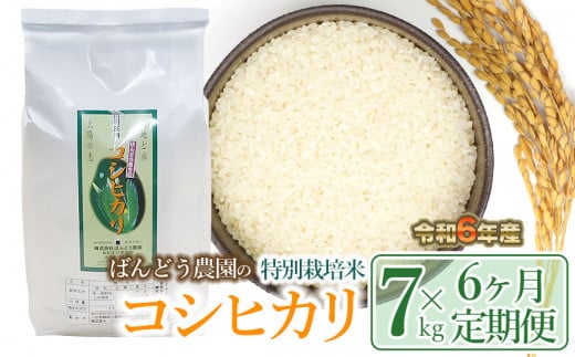 【令和6年産 先行予約】【定期便6ヶ月】ばんどう農園の特別栽培米 コシヒカリ7kg×6ヶ月　K-630
