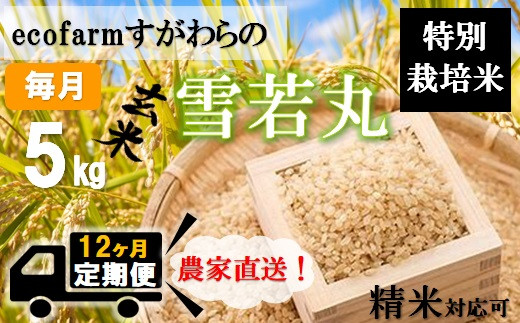 【定期便12回】ecofarmすがわらの特別栽培米雪若丸5kg×12回