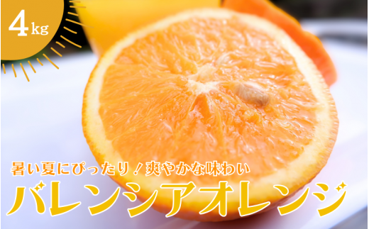 【先行予約】バレンシアオレンジ 4kg 【2024年7月中旬頃より順次発送】 / みかん ミカン 蜜柑 バレンシアオレンジ オレンジ 和歌山 田辺市 紀州 くだもの 柑橘 フルーツ 【aoi009】 1929325 - 和歌山県田辺市