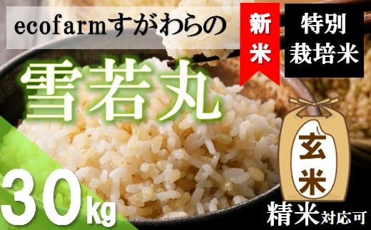 【令和6年産・玄米】ecofarmすがわらの特別栽培米雪若丸30kg 