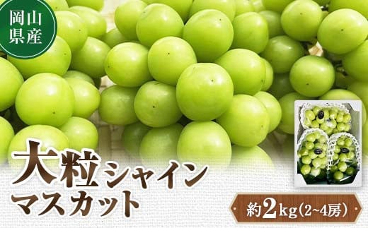  先行予約 2024年10月発送開始予定 岡山県産 大粒シャインマスカット 約2kg(2～4房) TY0-0332 1005936 - 岡山県津山市