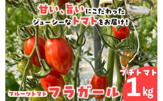 フルーツトマト　フラガール1kg　よこた農園　（ミニトマト　プチトマト　ぷちとまと　高糖度） 1119298 - 愛知県常滑市