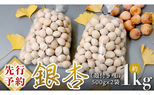 【 先行予約 2024年10月上旬以降発送 】銀杏 ぎんなん 約1kg ( 殻付き ・ L )　500g × 2袋 銀杏 ぎんなん イチョウ 秋 美味 栄養満点 健康 高血圧予防 むくみ改善 疲労回復 美肌 [AX025ya]