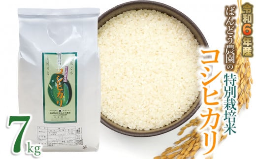 【令和6年産 先行予約】ばんどう農園の特別栽培米 コシヒカリ7kg　K-630 1306571 - 山形県鶴岡市